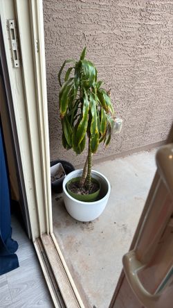 Real Dracaena Indoor Plant