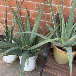 Huge Blowout Sale Clearance On All Plants