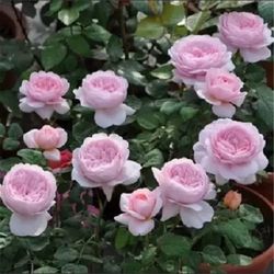Rare European, Japan rose plants : Queen of Sweden