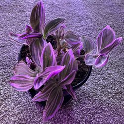 PLANT PURGE