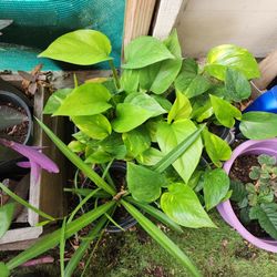 Massive Plant and Tree Liquidation Sale