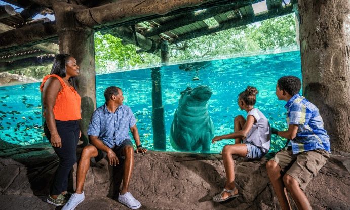 Parque Tematico De Busch Gardens 