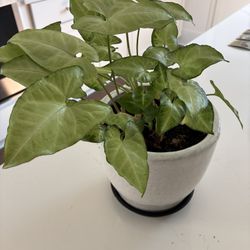 Syngonium (Arrowhead) Plant