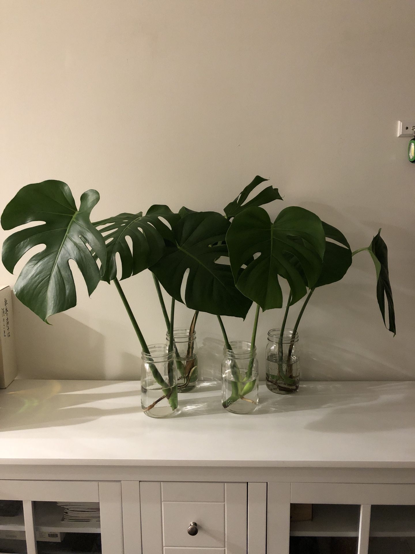 Monstera Cuttings