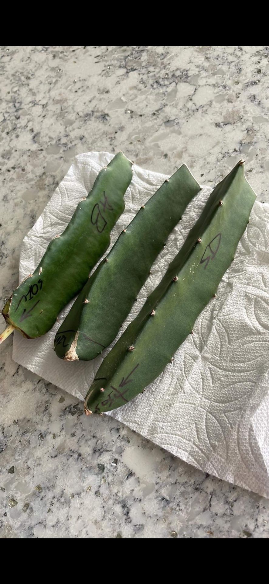 Dragon Fruit Plant