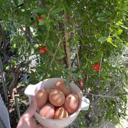Free Range Eggs 