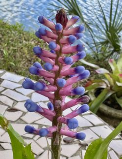 Blooming Matchstick Bromeliads