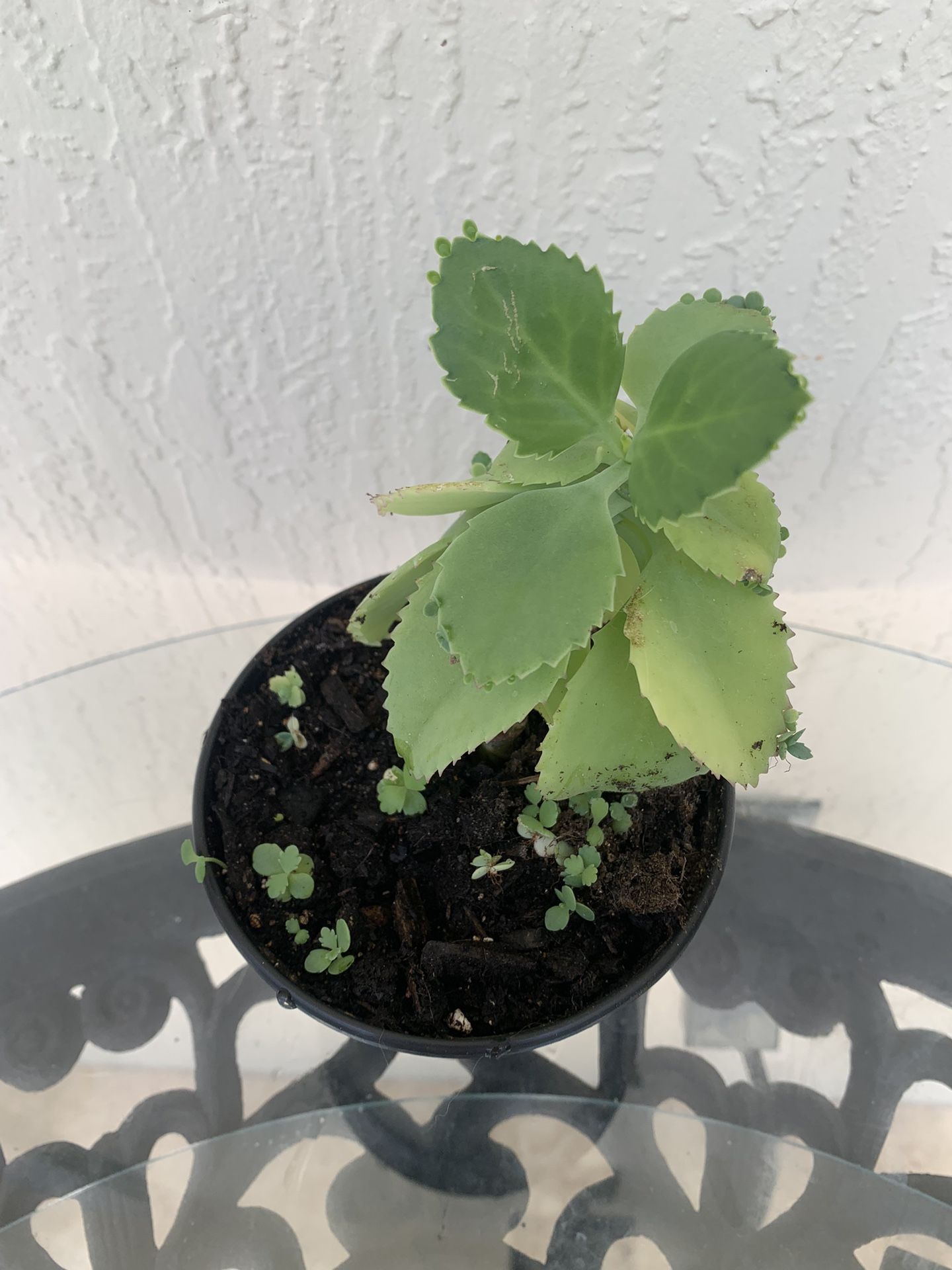 Mother Of Thousands Succulent Plant