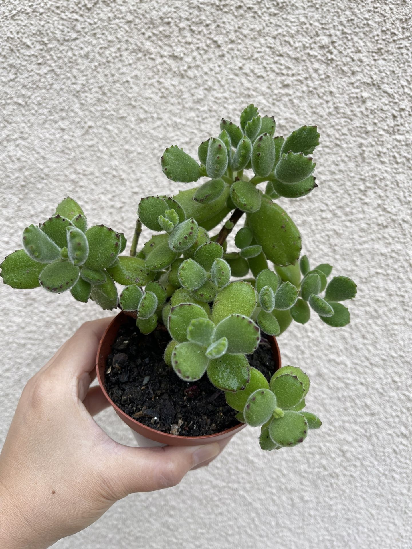 Beautiful Panda Paw 🐾 Succulent Plant