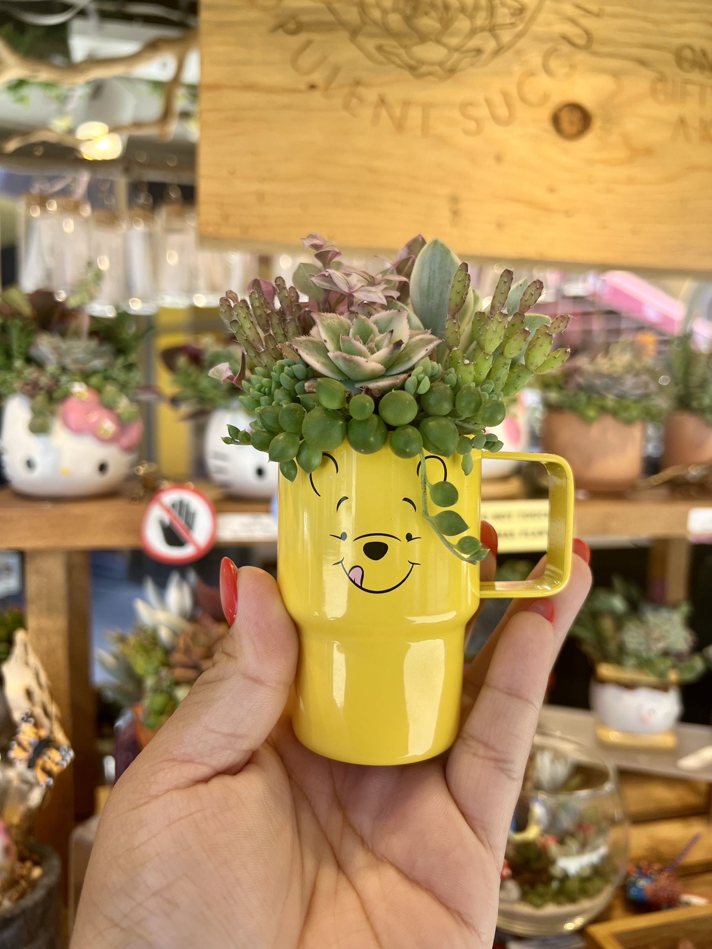 Winnie The Pooh Stanley Succulent Arrangement