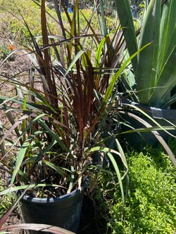 Fountain  grass