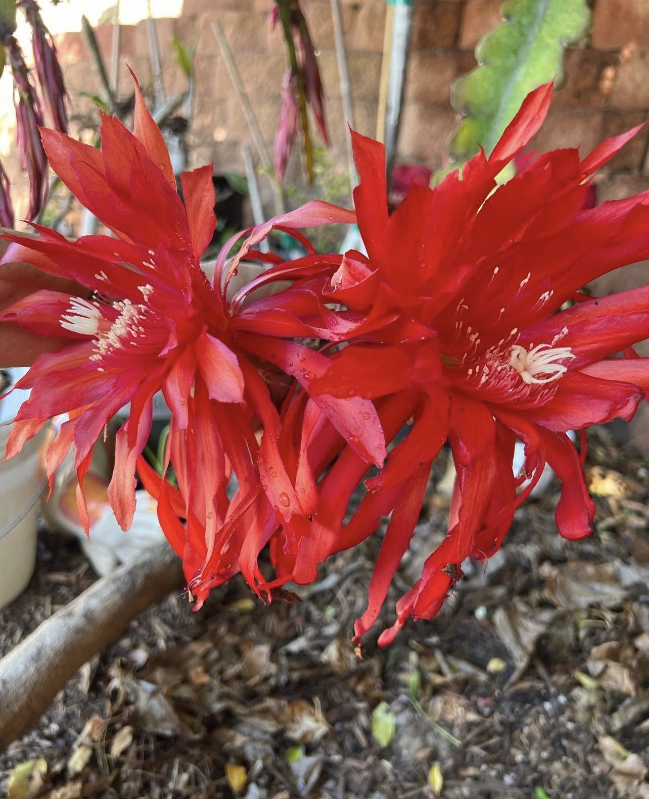 Frank Supplie’s “Hellfire Again” Rooted Hybrid Epiphyllum 