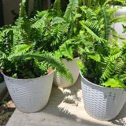 Elecchos,ferns,plants