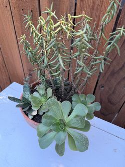 Succulent arrangement