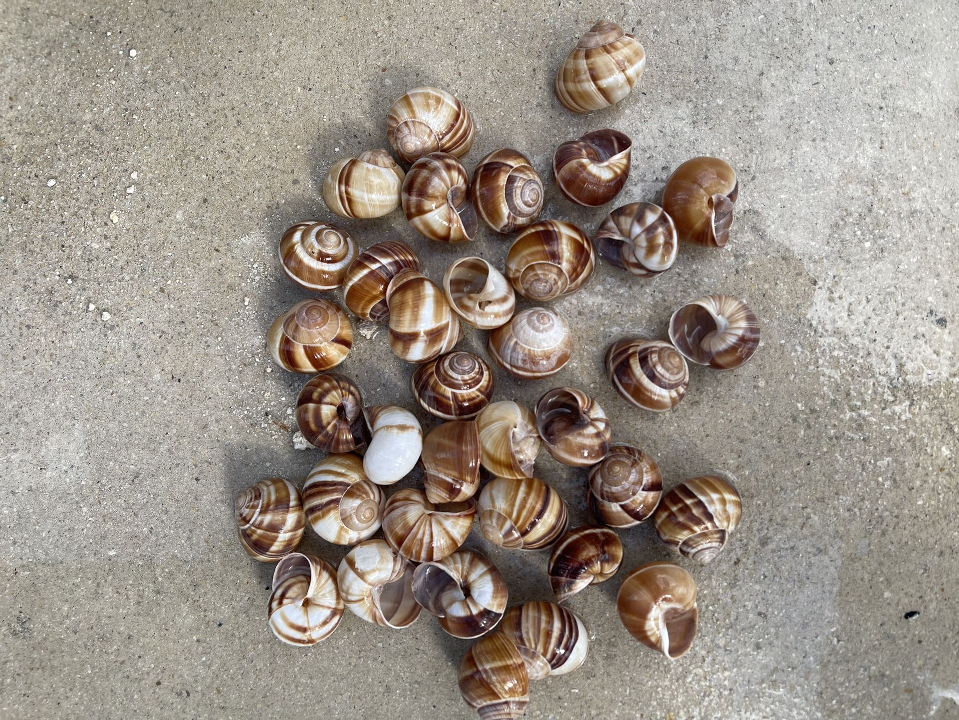 Neolamprologus Multifasciatus “Shell Dweller” cichlid Shells