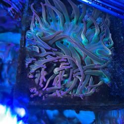 Fake Toy Rainbow Anemone 