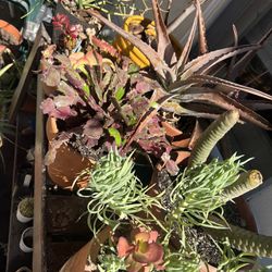 Plants / Succulents Lot - Altogether