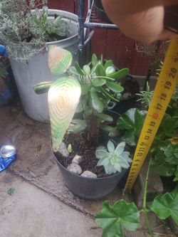 A Beatiful Jade & Small Suculent On The Side