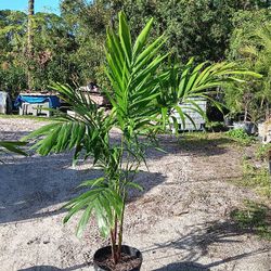 Arabica Coffee Plant 3 Gallons 