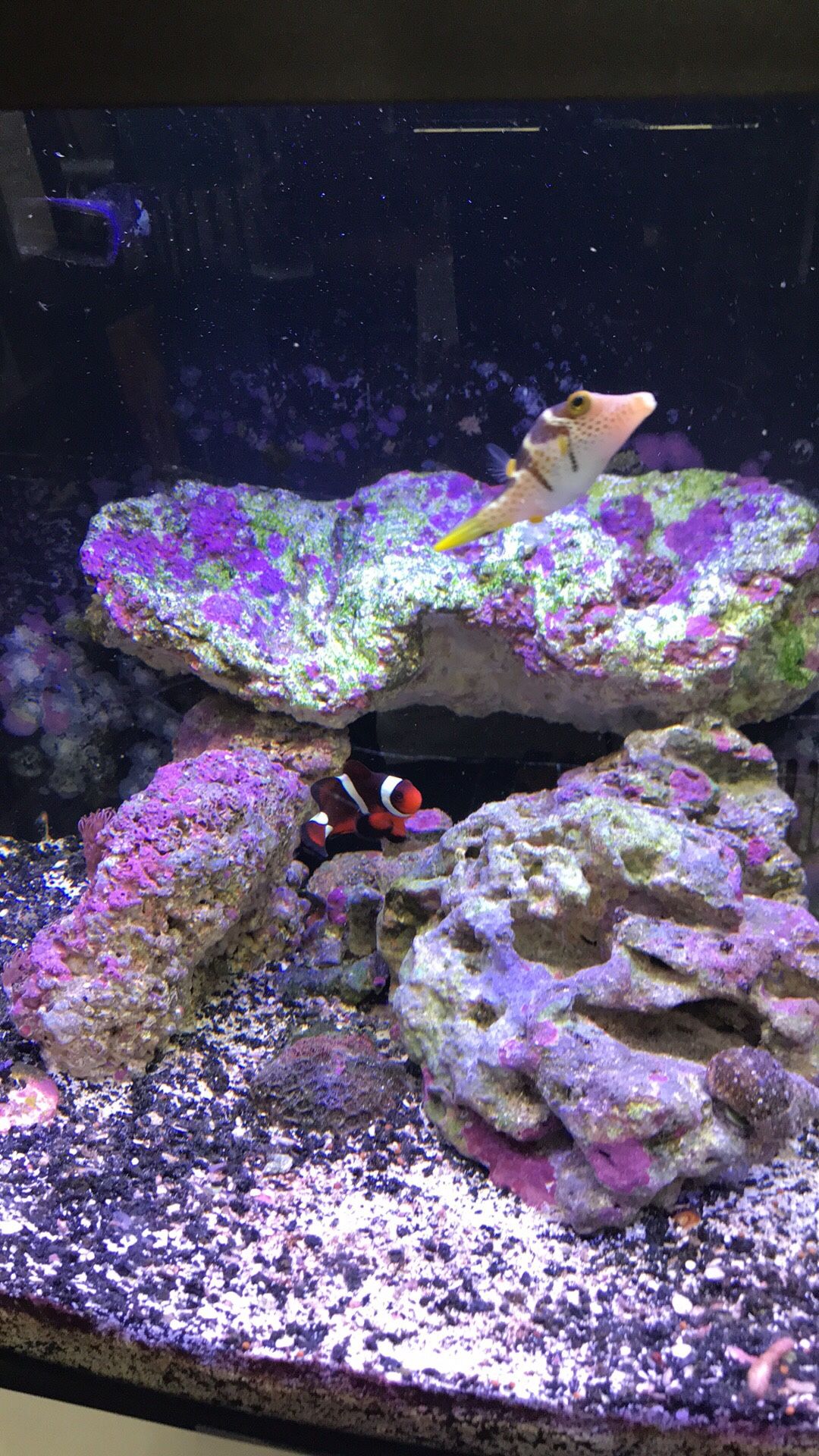 14 gallon Biocube with stand(tons of upgrades and extras)