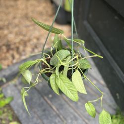 Cebu Blue Hanging Plant 