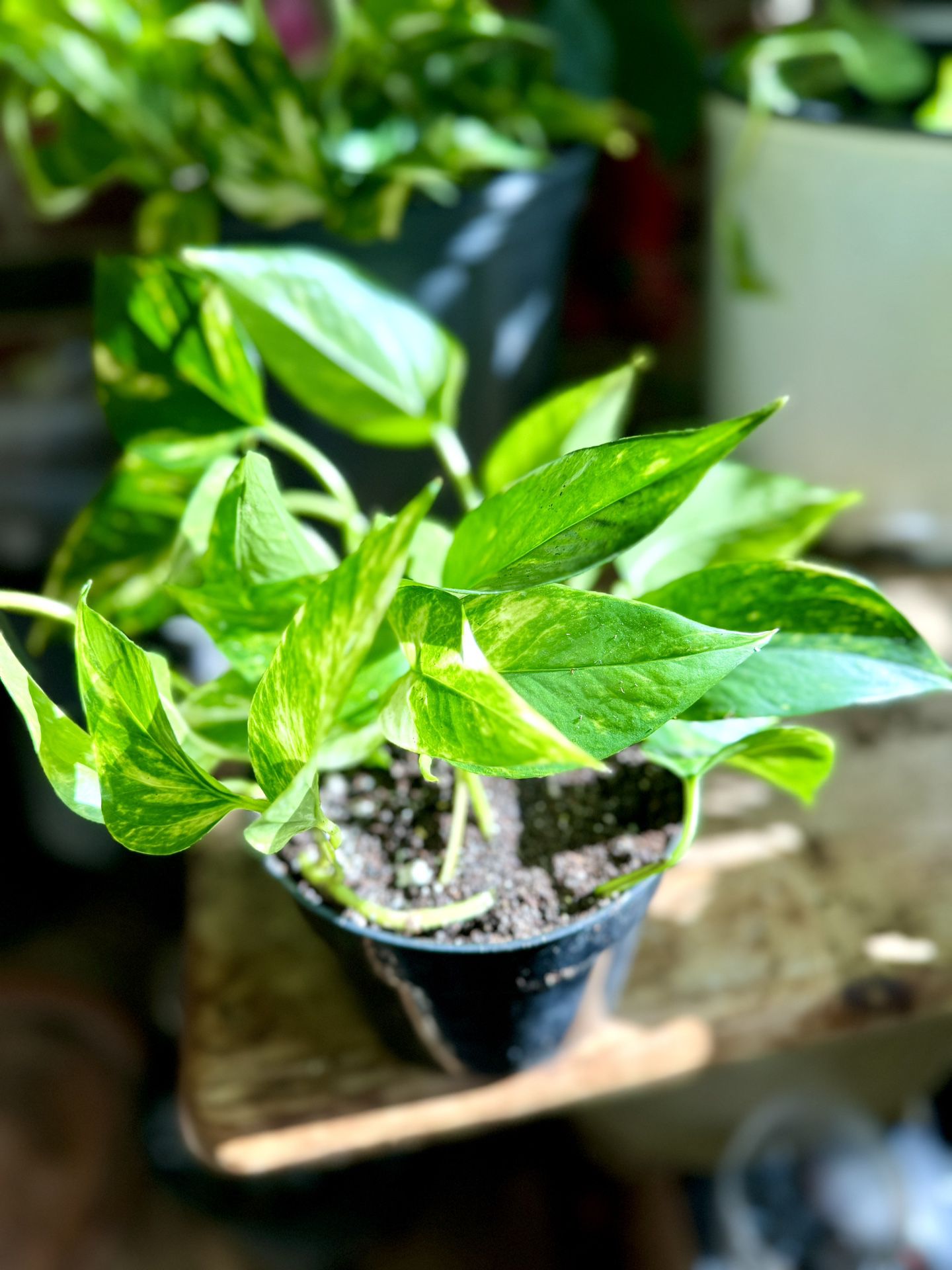 Pothos Plants Bundle For Sale