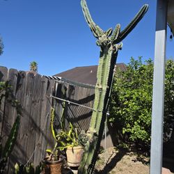 Apple Cactus Cuttings 3/$10 Harlingen