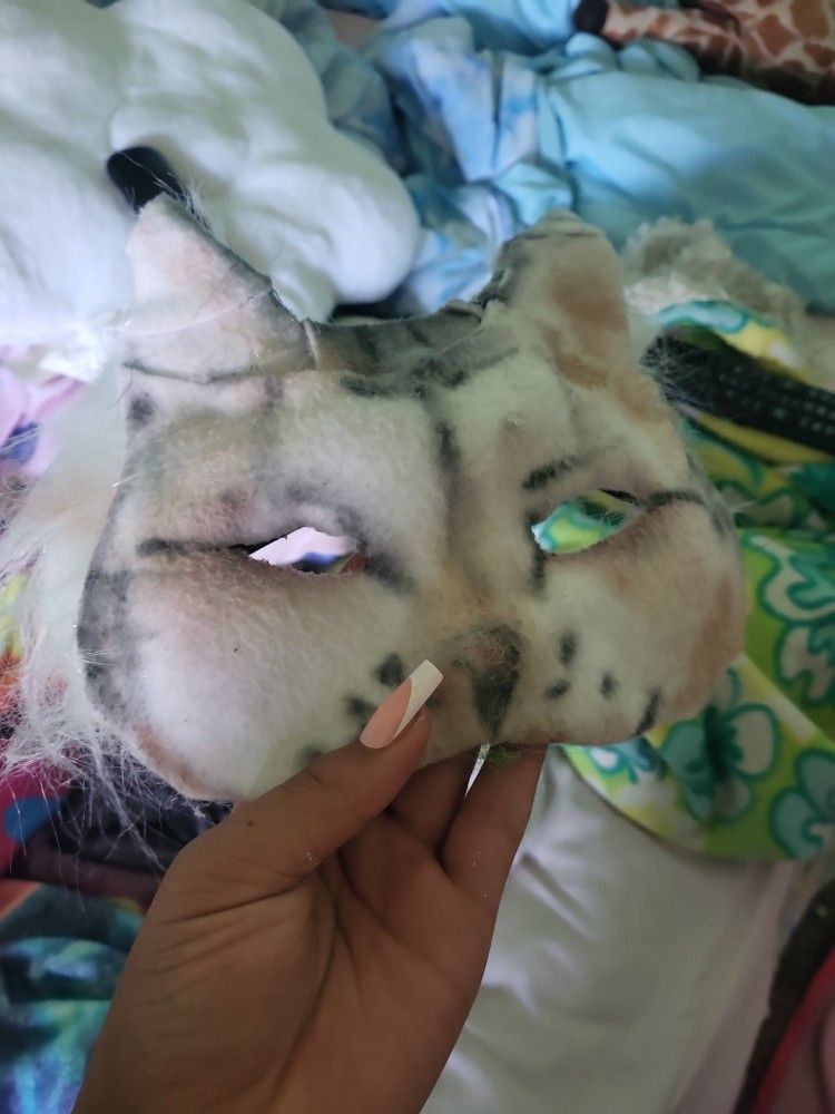 Tabby Cat