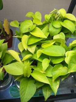 Lots of neon pothos plants