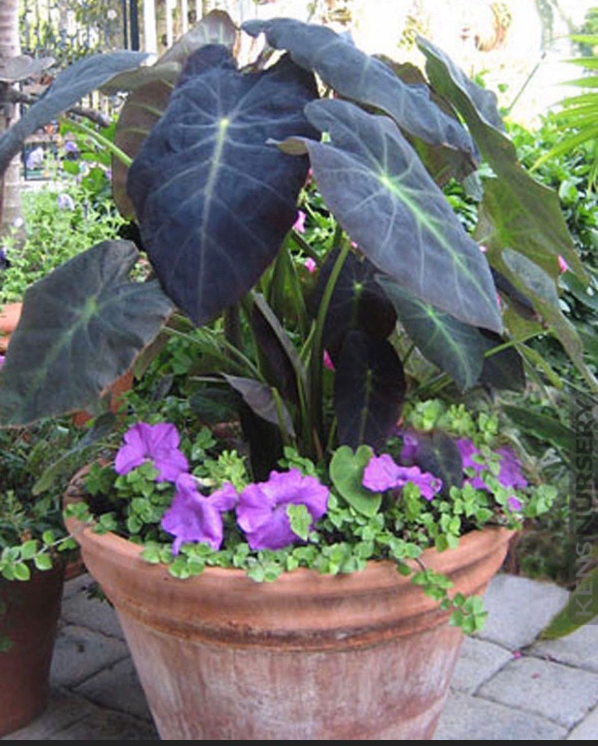 Black Magic Elephant Ear Plant Colocasia Esculenta Bulb Rhizome Tuber