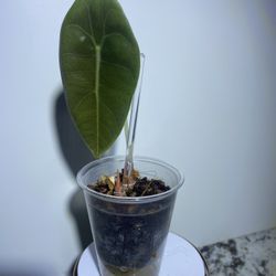 Alocasia Sedonii