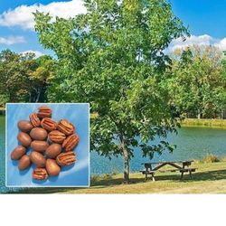 Pecan Tree