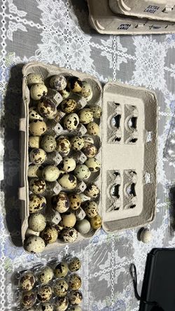 Quail Eggs