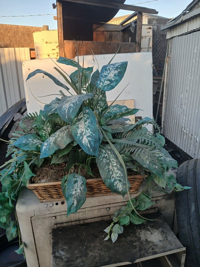 Artificial plant, beautiful person. $15 