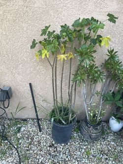 Planta de  Chaya 4 pies