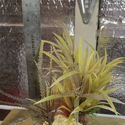 Plastic Aquarium Plant