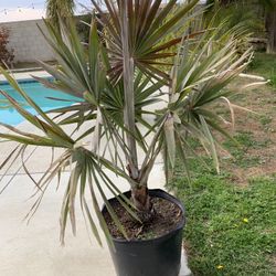 Bismarckia nobilis  Bismarck Palm