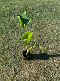 Alocasia Odora