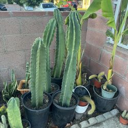 Cactus Almost 4 Ft 25$ Each