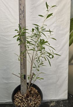 Goji Berry Plant