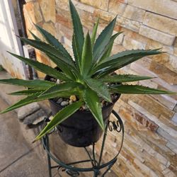 Agave 