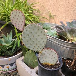 Opuntia Santa Rita Plant 1gal