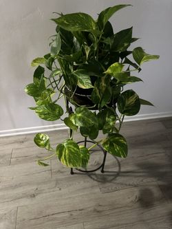Pothos Plants