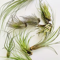 2 For $7 Jumbo Air Plants