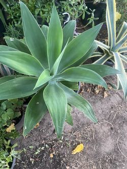 Plant for garden