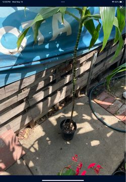 Dracaena Plant