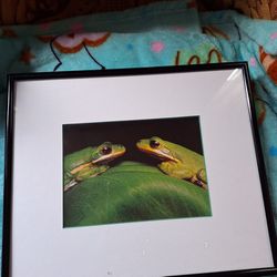 Vintage Frogs Photo