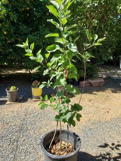 Plant de manza