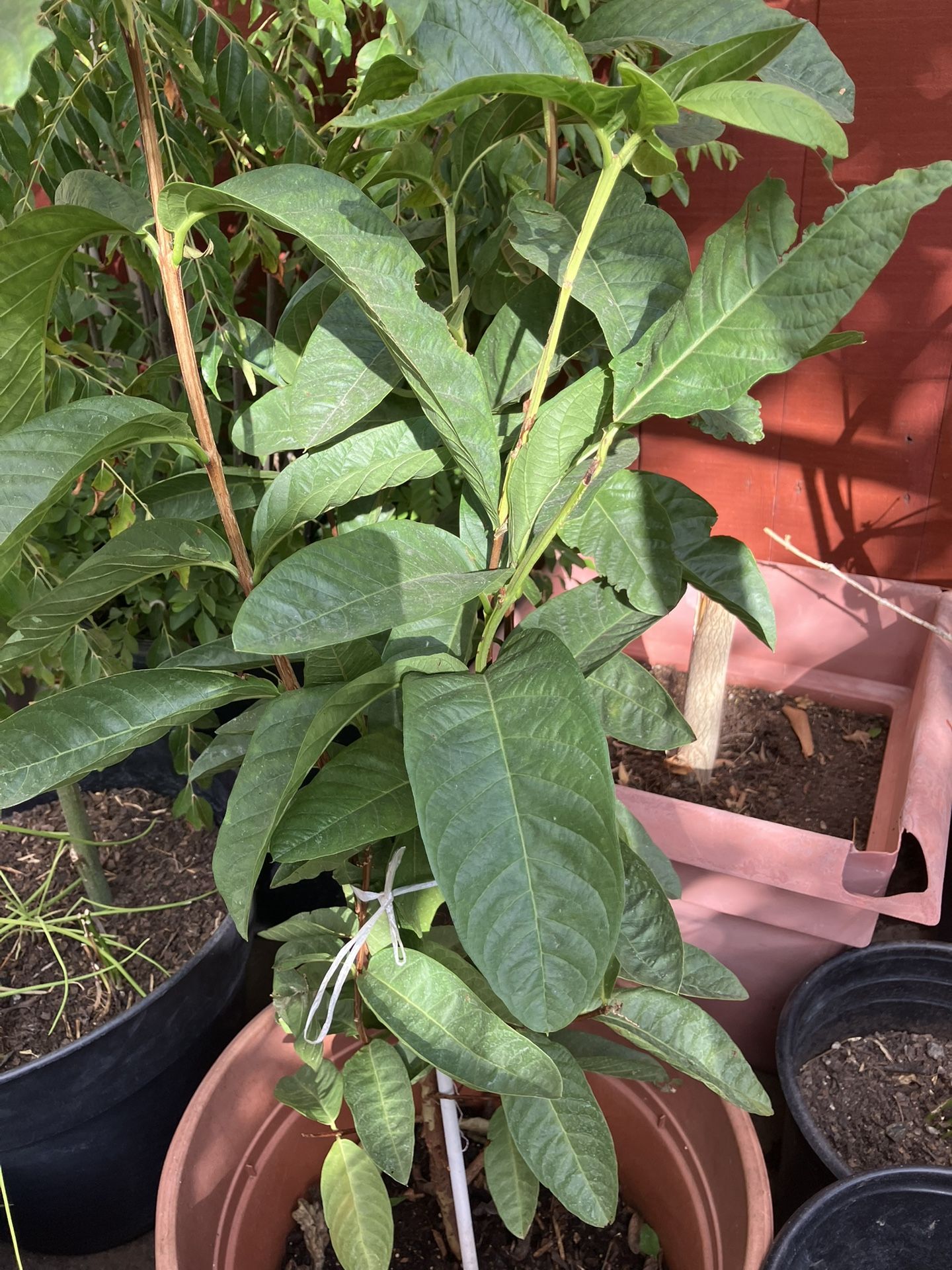 Guava Tree Plant Big