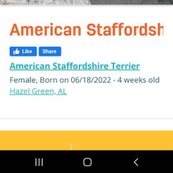 American Staffordshire Ter